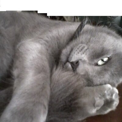 Profile Picture of Janet  Melo (@jmelo1236) on Twitter