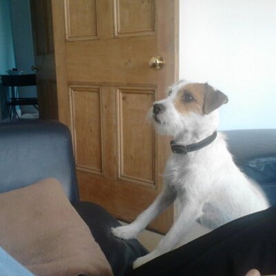 Profile Picture of Joe Prothero (@rockyprothero) on Twitter