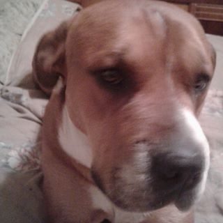 Profile Picture of Joey Griffith (@joey.griffith.547) on Facebook