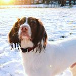 Profile Picture of George Atkinson (@itsjustmydog_00) on Instagram