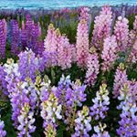 Profile Picture of Valbona Zekaj (@valbonazekaj) on Instagram