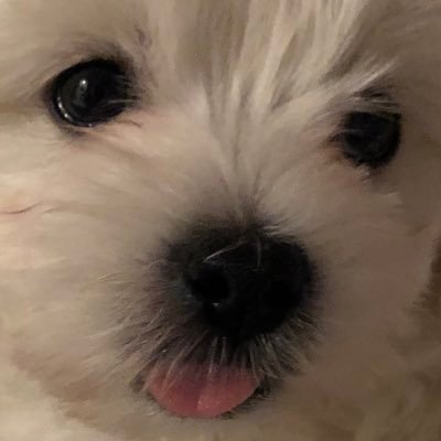 Profile Picture of Jim Pei (@SweetJamesPei) on Twitter