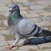 Profile Picture of Peter Preeing Pigeon (@nsushzhsjsns) on Twitter