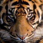 Profile Picture of Orient Stap (@Orient-Stap) on Facebook