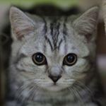 Profile Picture of Scottish (@thescottishfolds) on Instagram