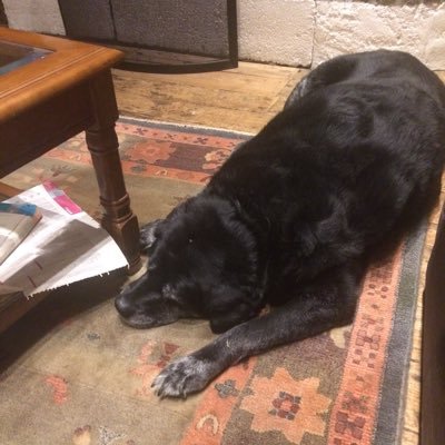 Profile Picture of Dominic Mochan FRSA (@dom_mochan) on Twitter