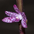 Profile Picture of Dipodium punctatumon Wikipedia