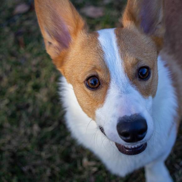 Profile Picture of Jenny Mcdermond (@matchboxkitty) on Poshmark