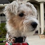 Profile Picture of Jameson (@wirefoxabby) on Instagram