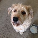 Profile Picture of David Roehler (@droe575) on Instagram