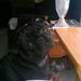 Profile Picture of Doris Craig (@lovepug720) on Pinterest