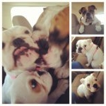 Profile Picture of Herbert, Baylee, & Molly (@bulliesrunthisblock) on Instagram