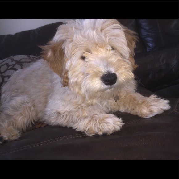 Profile Picture of Lina Bezeri (@alinabezerii) on Poshmark