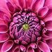 Profile Picture of Denise Brewer (@denise.brewer.9212) on Facebook