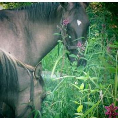 Profile Picture of Tina McCray (@northwestpacka1) on Twitter