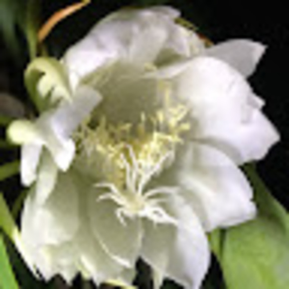 Profile Picture of C Porter (@nycretrop) on Poshmark