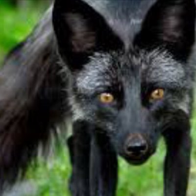 Profile Picture of Adam Washburn (@Quinn_Leestburn) on Twitter