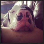 Profile Picture of Crystal Chappell (@namaste_orchid) on Instagram