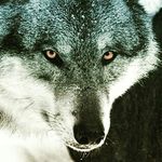 Profile Picture of james whittaker (@the_dragon_fire11) on Instagram
