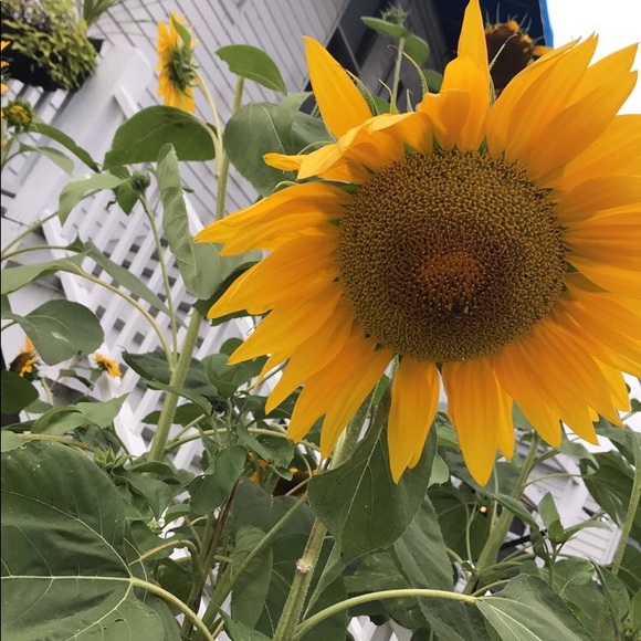 Profile Picture of Hannah Santello (@hannah_sant88) on Poshmark