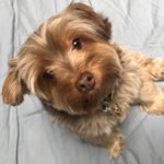 Profile Picture of Miles Wallace Johnson (@milesthemonster) on Instagram