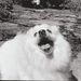 Profile Picture of Howie Perry (@fopauxtwo) on Pinterest