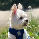 Theodore Jeffery Bearstein - Instagram Profile Picture of Theodore Jeffery Bearstein (@teddjeffbear) on Instagram