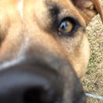 Profile Picture of Boxer Mix🐾Boone Walker Quinn (@boone_thek9) on Instagram