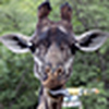 Profile Picture of Roger Williams Park Zoo (@Roger Williams Park Zoo) on Flickr