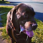 Profile Picture of Shelly Hutchins (@jellyhutchins) on Instagram