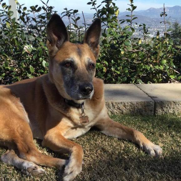 Profile Picture of Bella Lamal (@belladogofdogs) on Poshmark