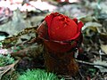 Profile Picture of Calostoma cinnabarinumon Wikipedia