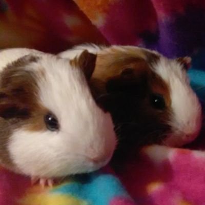 Profile Picture of Cierra Freeman (@cierrafreeman14) on Twitter