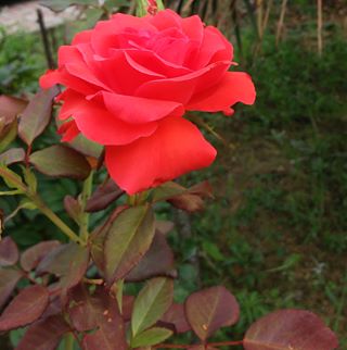 Profile Picture of Felix Bianco (@felix.bianco.7503) on Facebook