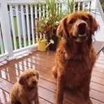 Profile Picture of Bert and Ernie (@bertanderniegoldens) on Instagram