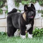 Profile Picture of Dust American  Akita (@american_akita_dust) on Instagram