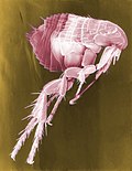 Profile Picture of Fleaon Wikipedia