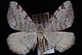 Profile Picture of Speranza quadrilineariaon Wikipedia