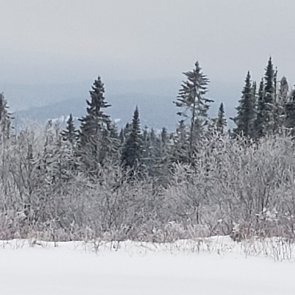 Profile Picture of Charlene Foster (@fosterc987) on Poshmark