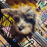 Profile Picture of Brandy Saylor (@brandytheyorkiepoo) on Instagram