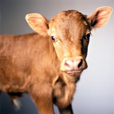 Profile Photo of Bessie (@BessieBrownCow) on Twitter