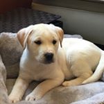 Profile Picture of Lisa Vitale Stanzione (@lisavitalestanzione) on Instagram