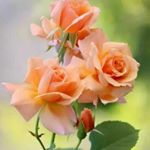 Profile Picture of pooran (@pooran4696) on Instagram