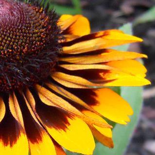 Profile Picture of Lisa Limb (@SonoraBlooms) on Twitter