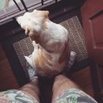 Profile Picture of Stuart Bowman (@stuibowman) on Instagram