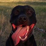 Profile Picture of andrew_bruno_pitbull (@andrew_bruno_pitbull) on Instagram