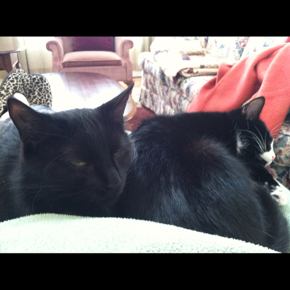 Profile Picture of Alita Macelhiney (@midnight2paws) on Poshmark