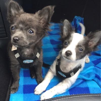 Profile Picture of Rebecca Wille (@PaulUndFiete) on Twitter