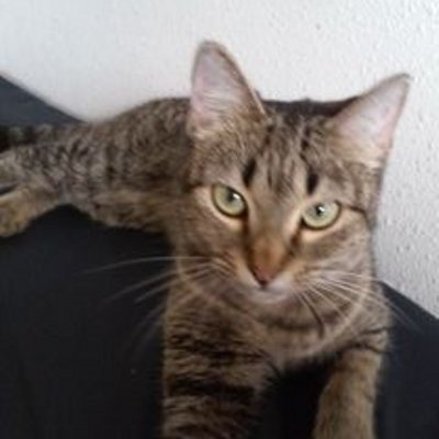 Profile Picture of Josette Francois (@faridehluv) on Twitter