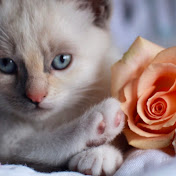 Profile Picture of Rockartfortheheart Larry Martin Rocks (@therockwhispers) on Youtube